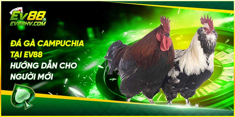 Đá Gà Campuchia Tại EV88 - Hướng Dẫn Cho Người Mới