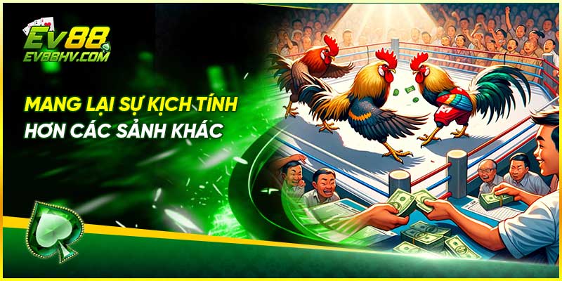 Đá gà WS168 tại EV88 mang lại sự kịch tính hơn các sảnh khác